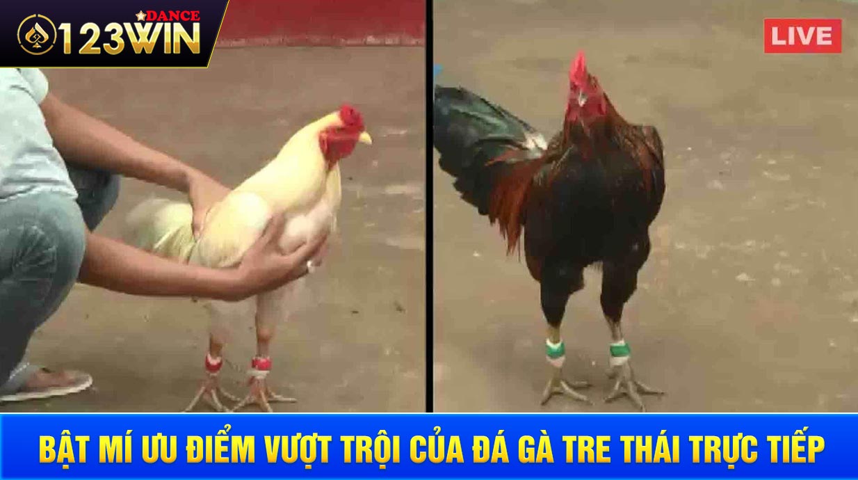 Bật mí ưu điểm vượt trội của đá gà tre thái trực tiếp