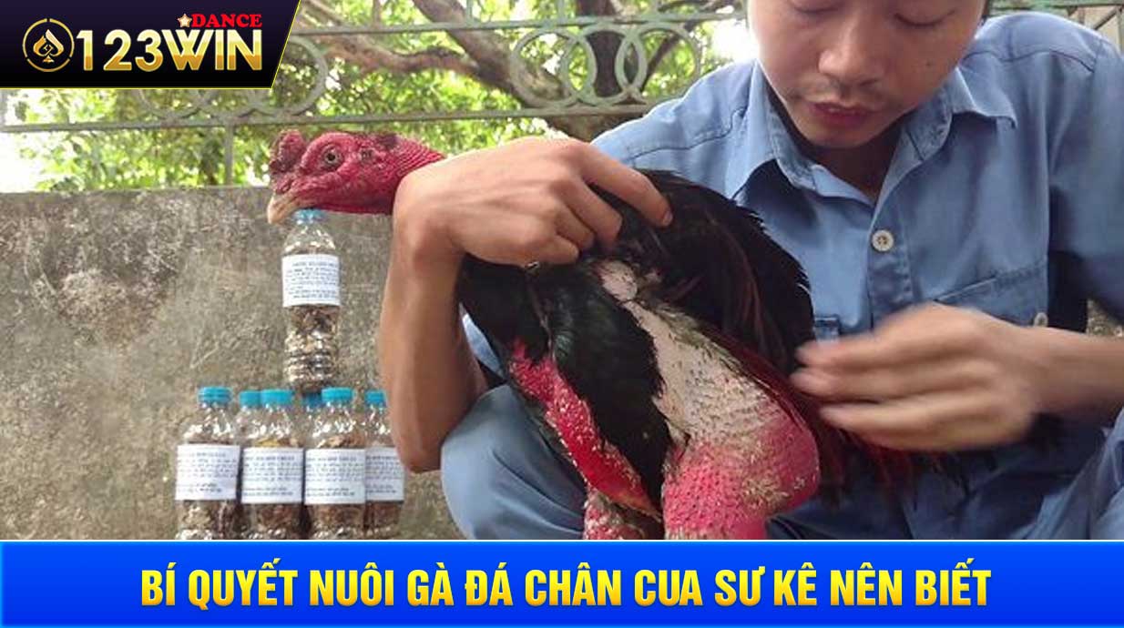 Bí quyết nuôi gà đá chân cua sư kê nên biết