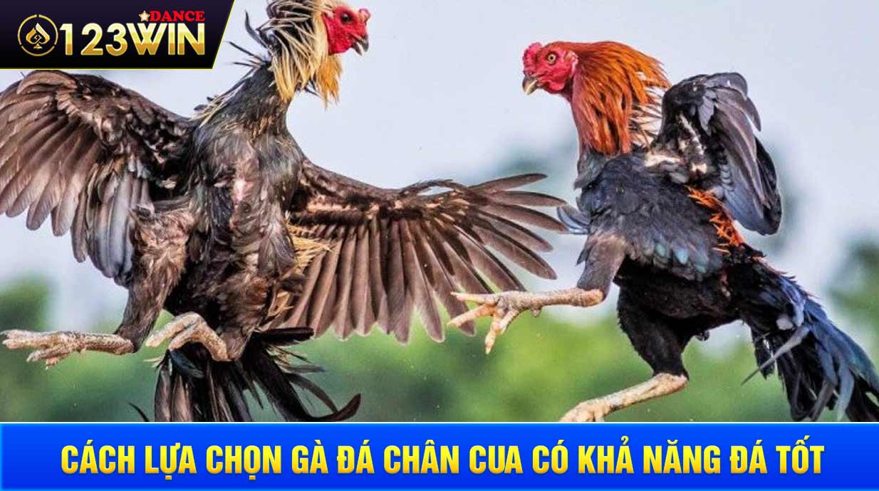 Các bước chọn và huấn luyện gà chân cua