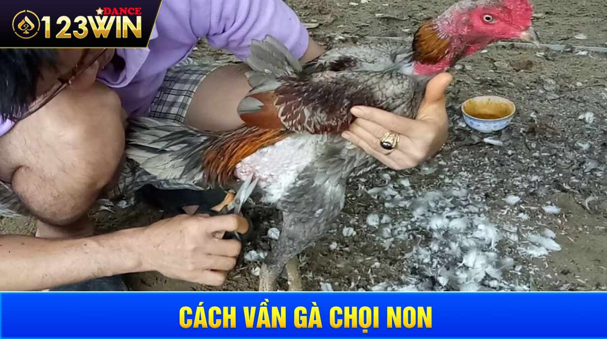 Cách vần gà chọi non