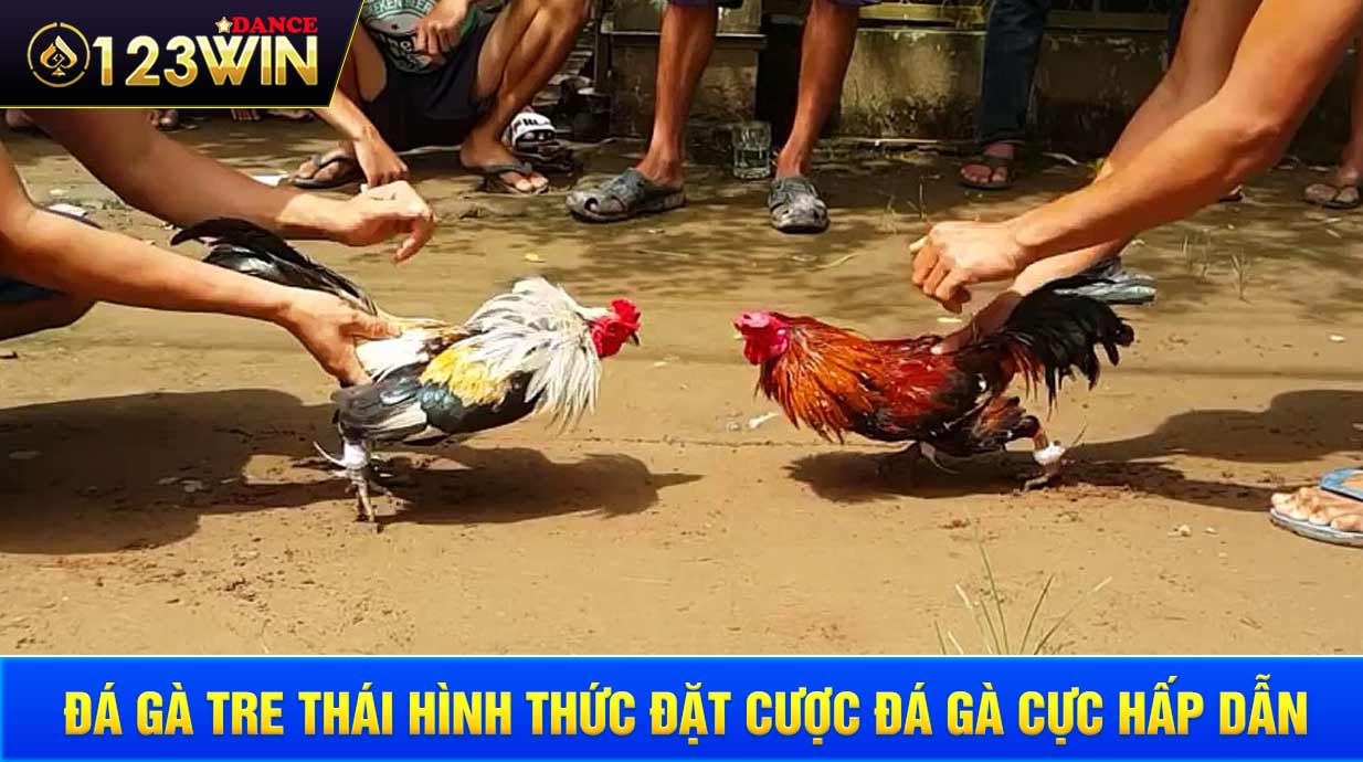 Cách huấn luyện gà tre đá tốt 