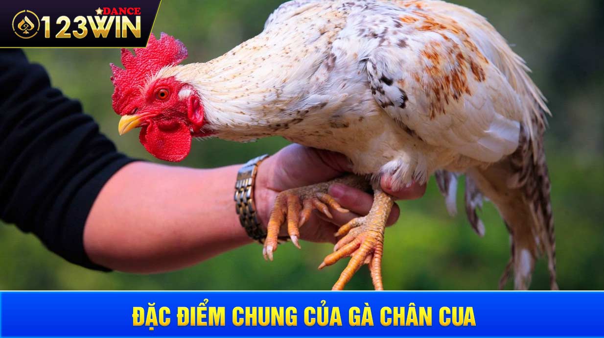 Đặc điểm chung của gà chân cua