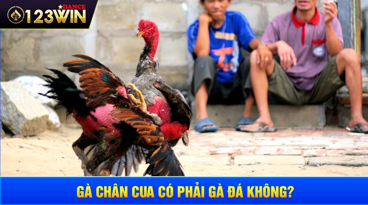 Gà chân cua có phải gà đá không?