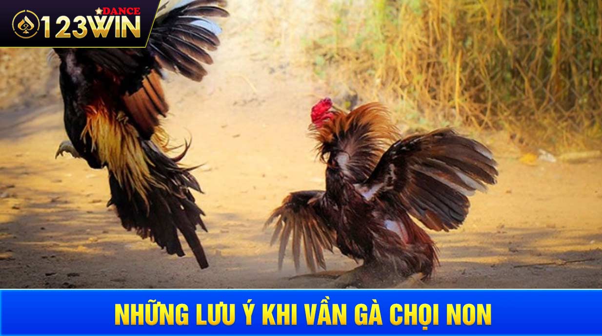 Những lưu ý khi vần gà chọi non