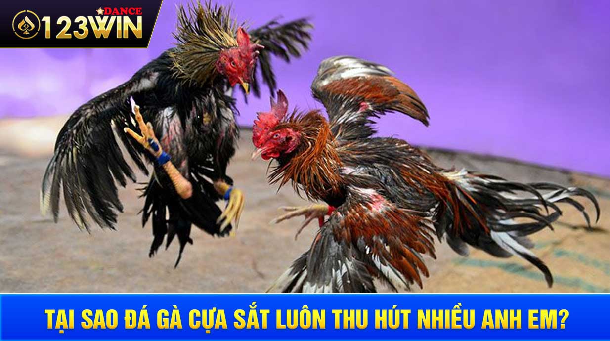 Tại sao đá gà cựa sắt luôn thu hút nhiều anh em? 