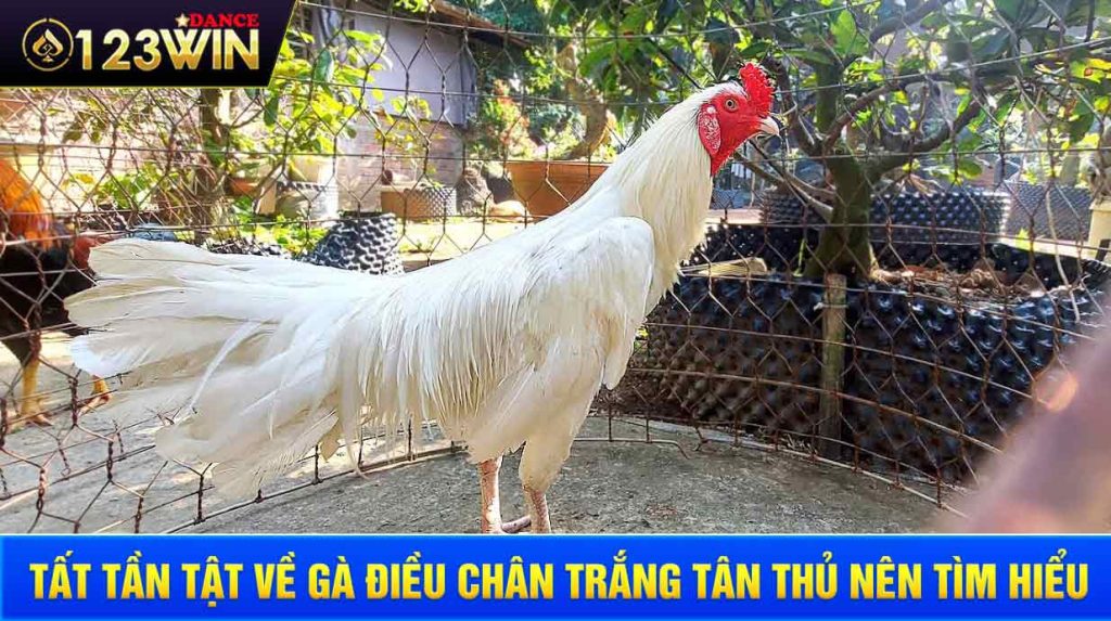 Hướng dẫn cá cược gà điều chân trắng cho người mới tham gia