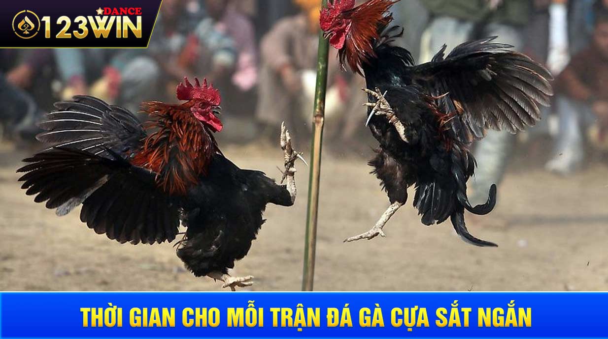 Thời gian cho mỗi trận đá gà cựa sắt ngắn