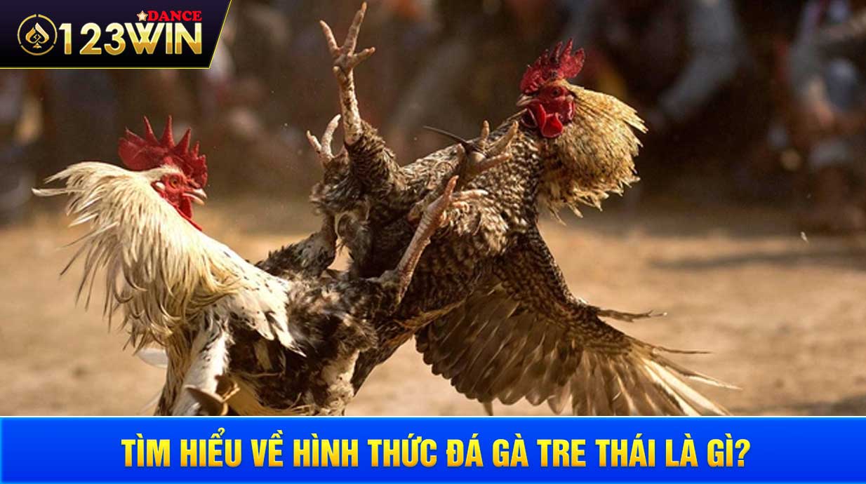 Tìm hiểu về hình thức đá gà tre thái là gì?